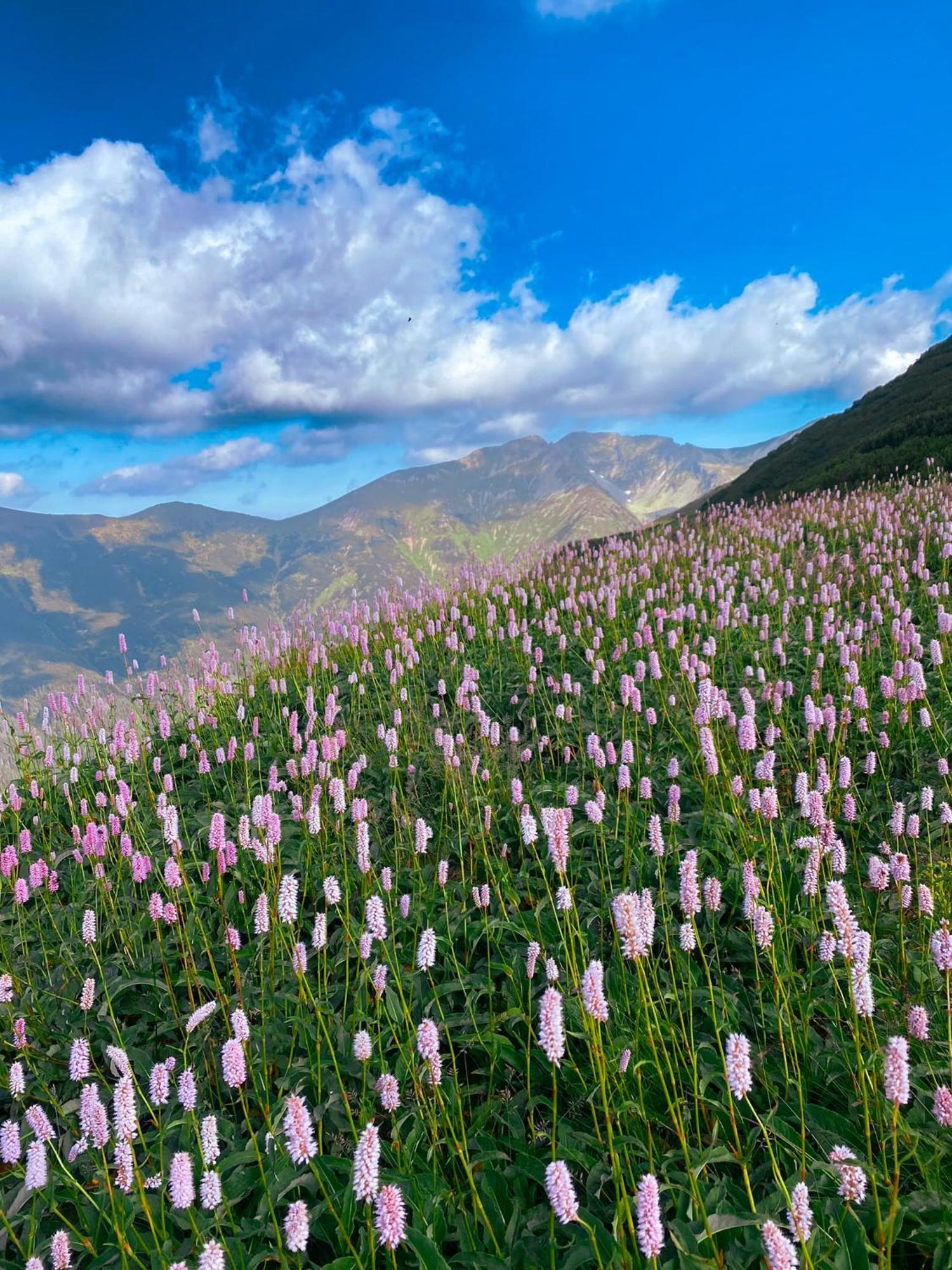 Penzion Limba Demänovská Dolina Dış mekan fotoğraf
